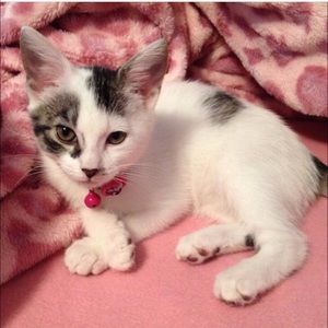 Meet your Posher, Molly